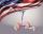 JUCAD CARBON TRAVEL 2.0 USA, Sonderedition