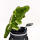 Alligator Driver Daphne Headcover