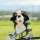 Berner Sennenhund Driver Daphne Headcover