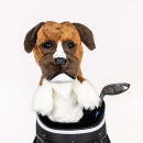 Deutscher Boxer Driver Cover