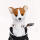 Corgi Driver Cover