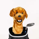 Golden Retriever Driver Daphne Headcover