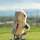 Gopher (Taschenratte) Driver Daphne Headcover