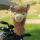 Lama Driver Daphne Headcover