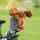 Elch Driver Daphne Headcover
