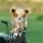 Hibou Driver Headcover