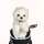 Westie (West Highland White Terrier) Driver Daphne Headcover