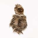 Hibou hybride couvre-chef